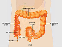 Colonoscopy
